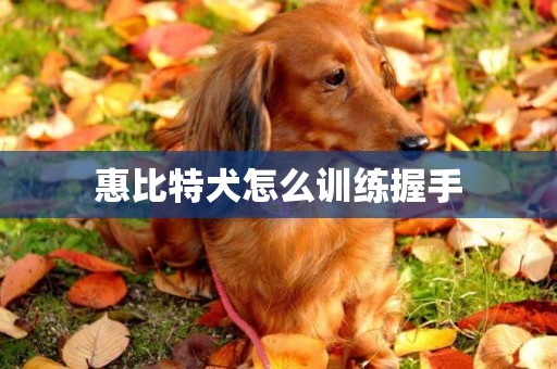 惠比特犬怎么訓練握手