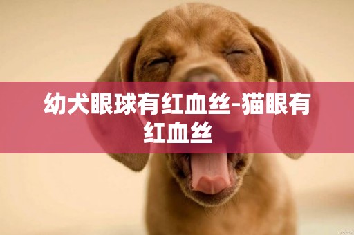 幼犬眼球有紅血絲-貓眼有紅血絲