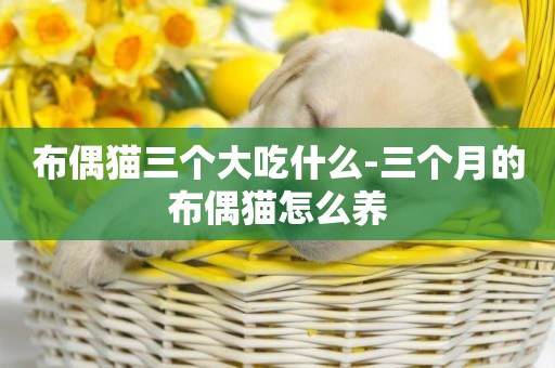 布偶貓三個大吃什么-三個月的布偶貓怎么養
