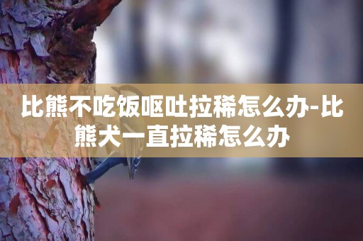 比熊不吃飯嘔吐拉稀怎么辦-比熊犬一直拉稀怎么辦