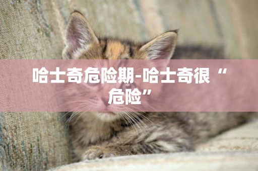 哈士奇危險期-哈士奇很“危險”