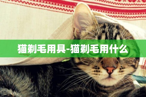 貓剃毛用具-貓剃毛用什么