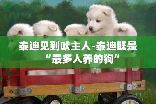 泰迪見到吠主人-泰迪既是“最多人養的狗”