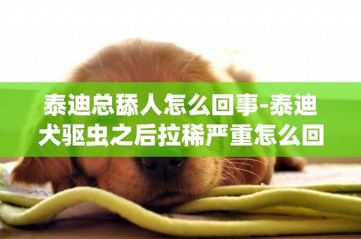 泰迪總舔人怎么回事-泰迪犬驅蟲之后拉稀嚴重怎么回事