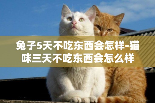 兔子5天不吃東西會怎樣-貓咪三天不吃東西會怎么樣