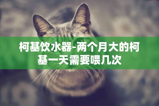 柯基飲水器-兩個月大的柯基一天需要喂幾次