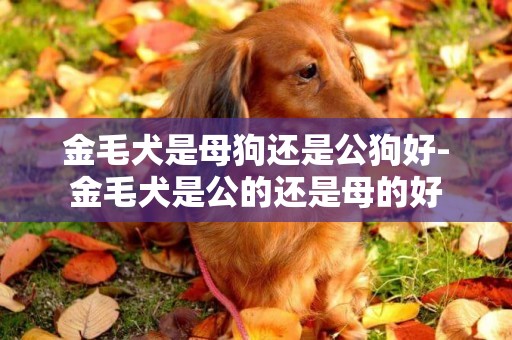 金毛犬是母狗還是公狗好-金毛犬是公的還是母的好