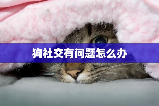 狗社交有問題怎么辦