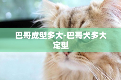 巴哥成型多大-巴哥犬多大定型