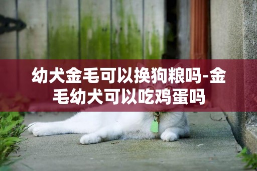 幼犬金毛可以換狗糧嗎-金毛幼犬可以吃雞蛋嗎