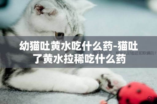 幼貓吐黃水吃什么藥-貓吐了黃水拉稀吃什么藥