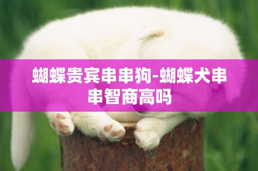 蝴蝶貴賓串串狗-蝴蝶犬串串智商高嗎