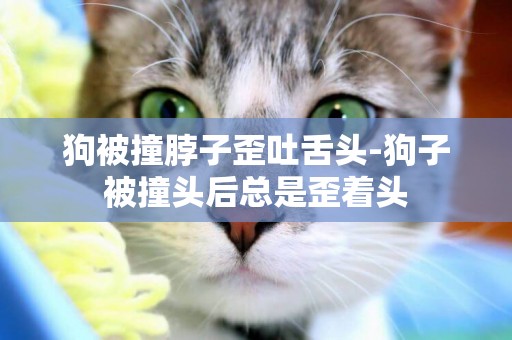 狗被撞脖子歪吐舌頭-狗子被撞頭后總是歪著頭