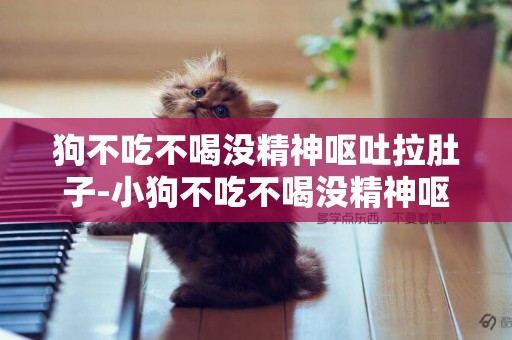 狗不吃不喝沒精神嘔吐拉肚子-小狗不吃不喝沒精神嘔吐