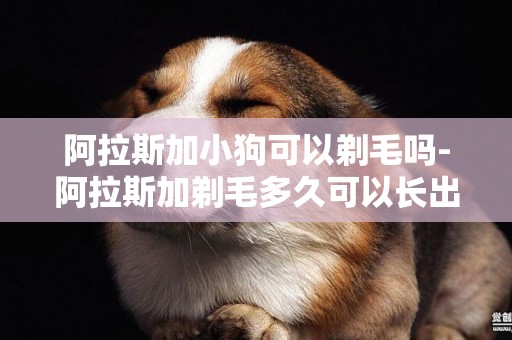 阿拉斯加小狗可以剃毛嗎-阿拉斯加剃毛多久可以長出來