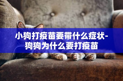 小狗打疫苗要帶什么癥狀-狗狗為什么要打疫苗