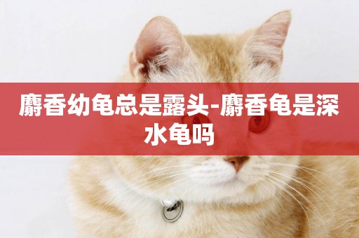麝香幼龜總是露頭-麝香龜是深水龜嗎