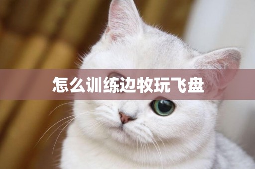 怎么訓練邊牧玩飛盤
