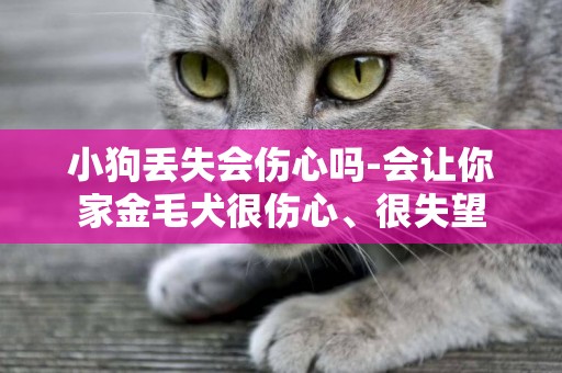 小狗丟失會傷心嗎-會讓你家金毛犬很傷心、很失望