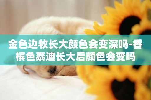 金色邊牧長大顏色會變深嗎-香檳色泰迪長大后顏色會變嗎