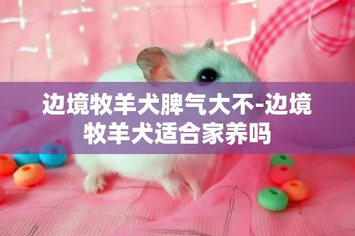 邊境牧羊犬脾氣大不-邊境牧羊犬適合家養嗎