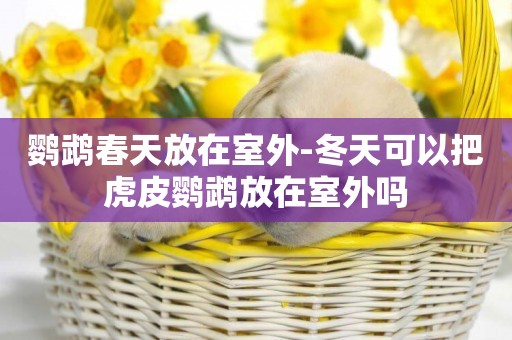 鸚鵡春天放在室外-冬天可以把虎皮鸚鵡放在室外嗎
