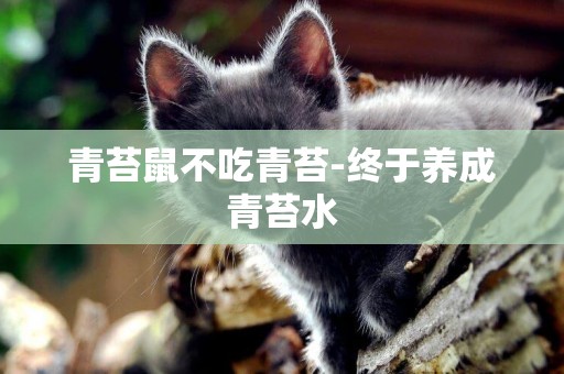 青苔鼠不吃青苔-終于養成青苔水