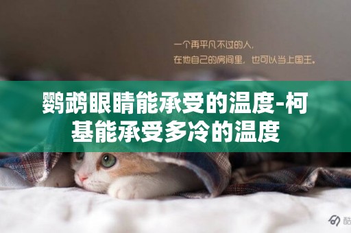 鸚鵡眼睛能承受的溫度-柯基能承受多冷的溫度