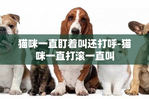 貓咪一直盯著叫還打呼-貓咪一直打滾一直叫