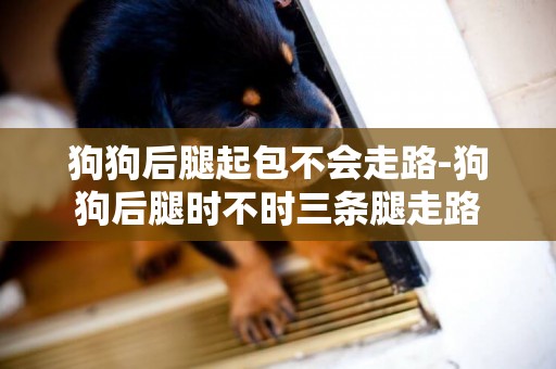 狗狗后腿起包不會走路-狗狗后腿時不時三條腿走路