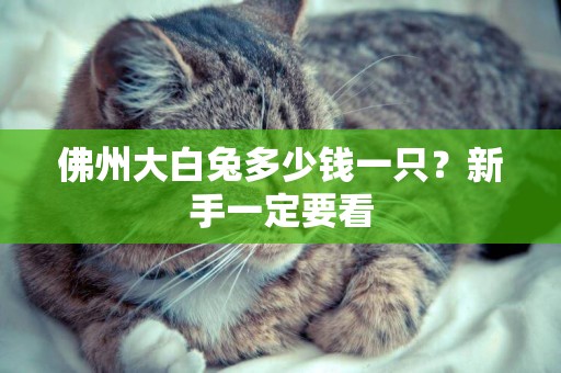 佛州大白兔多少錢一只?新手一定要看 佛州大白兔多少錢一只?新手一定要看