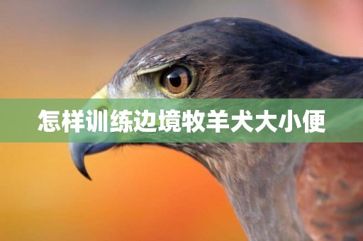 怎樣訓練邊境牧羊犬大小便
