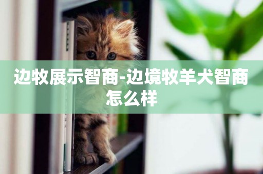 邊牧展示智商-邊境牧羊犬智商怎么樣