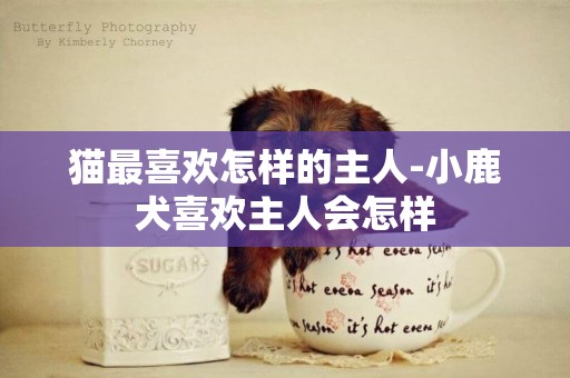 貓最喜歡怎樣的主人-小鹿犬喜歡主人會怎樣