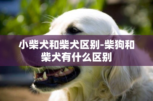 小柴犬和柴犬區別-柴狗和柴犬有什么區別