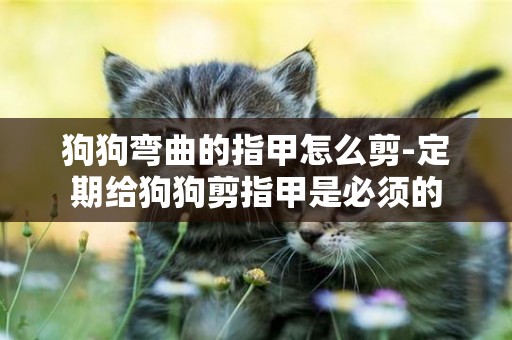 狗狗彎曲的指甲怎么剪-定期給狗狗剪指甲是必須的