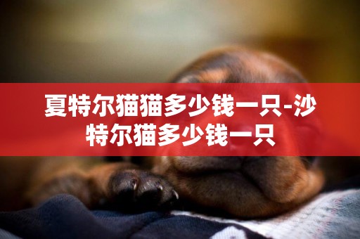 夏特爾貓貓多少錢一只-沙特爾貓多少錢一只