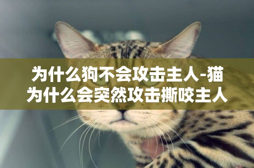 為什么狗不會攻擊主人-貓為什么會突然攻擊撕咬主人