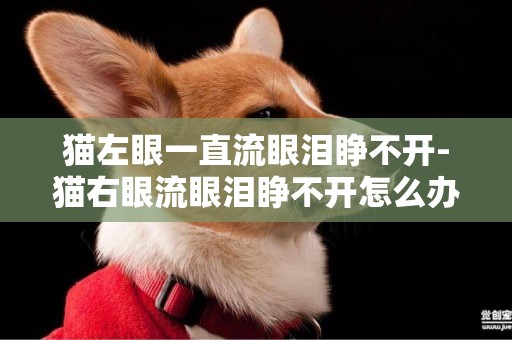 貓左眼一直流眼淚睜不開-貓右眼流眼淚睜不開怎么辦