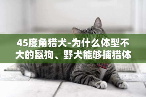 45度角獵犬-為什么體型不大的鬣狗、野犬能夠捕獵體型龐大的斑馬、角馬