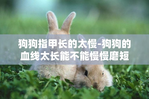 狗狗指甲長的太慢-狗狗的血線太長能不能慢慢磨短
