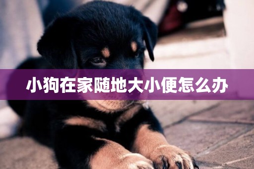 小狗在家隨地大小便怎么辦