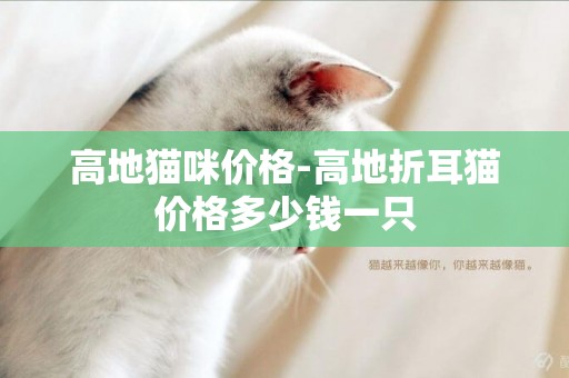 高地貓咪價格-高地折耳貓價格多少錢一只