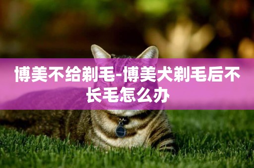 博美不給剃毛-博美犬剃毛后不長毛怎么辦