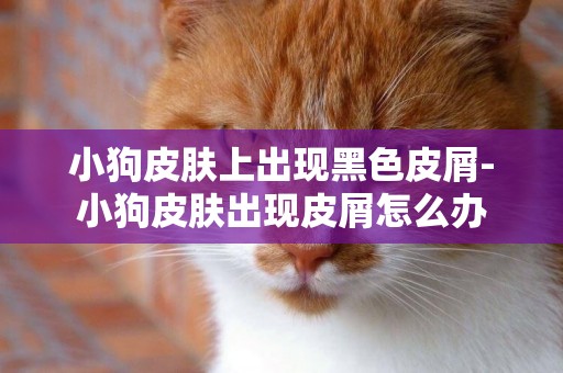 小狗皮膚上出現黑色皮屑-小狗皮膚出現皮屑怎么辦