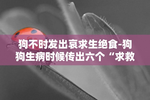 狗不時發出哀求生絕食-狗狗生病時候傳出六個“求救信號”