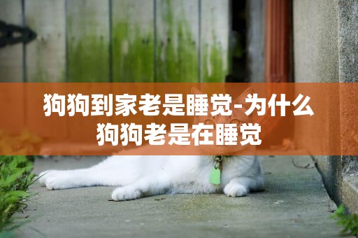 狗狗到家老是睡覺-為什么狗狗老是在睡覺