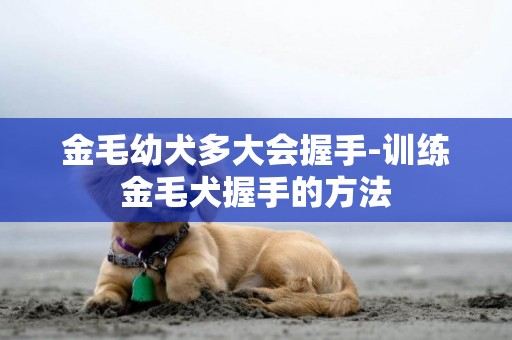 金毛幼犬多大會握手-訓練金毛犬握手的方法