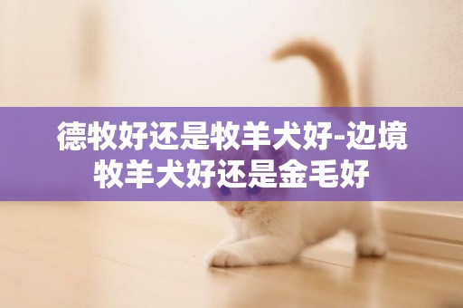 德牧好還是牧羊犬好-邊境牧羊犬好還是金毛好