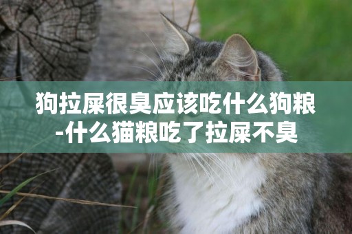 狗拉屎很臭應該吃什么狗糧-什么貓糧吃了拉屎不臭